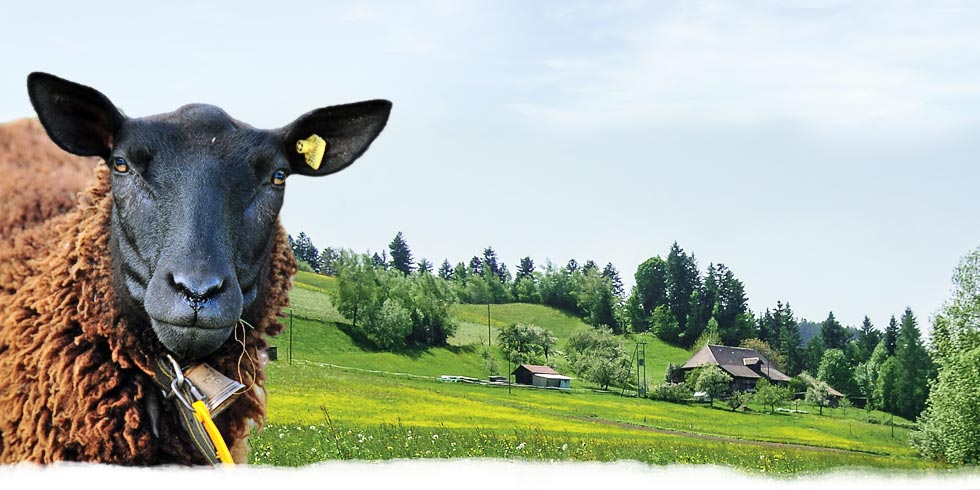 Titelbild mit Landschaft und Schaf